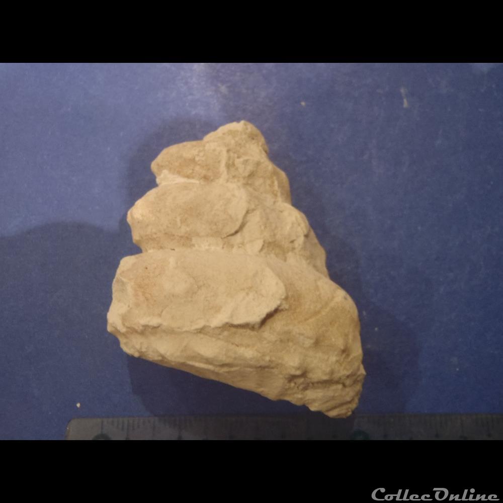 Turrilites sp. 2 coquillage fossile invertebre turrilites sp