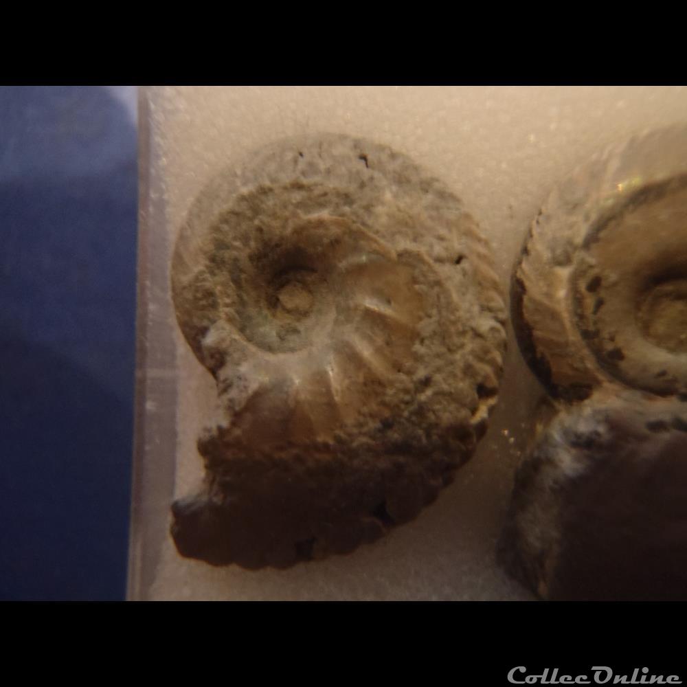 coquillage fossile invertebre anahoplites