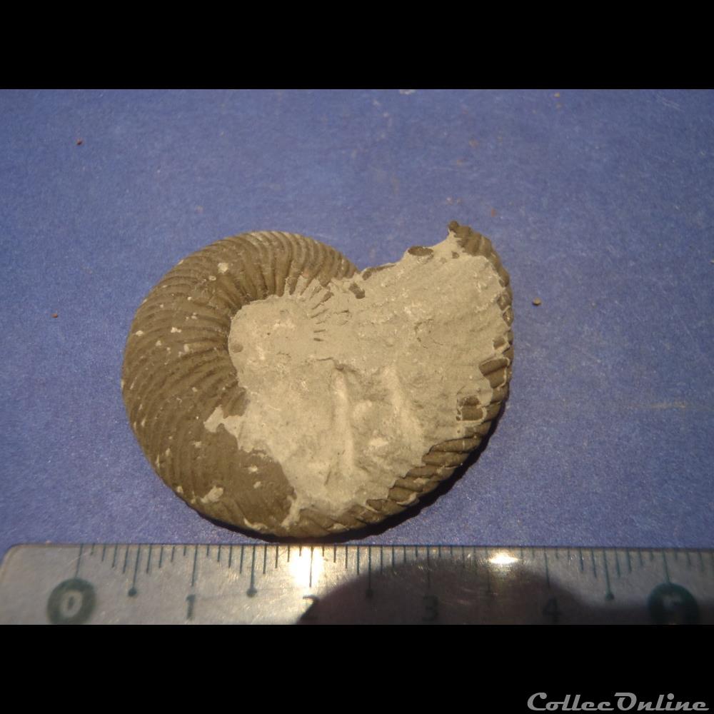 Indéterminé 2 coquillage fossile invertebre indetermine