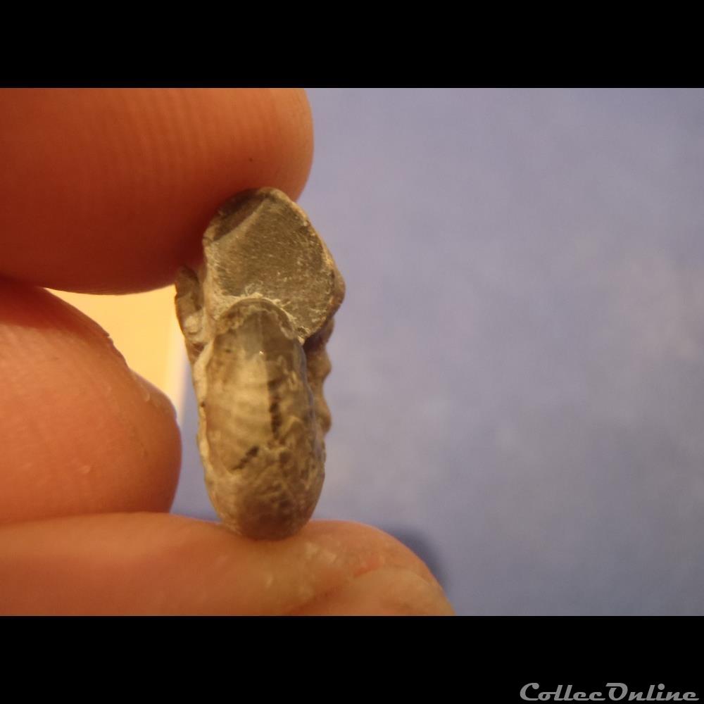 Ammonite indéterminée 12 coquillage fossile invertebre ammonite indeterminee 12