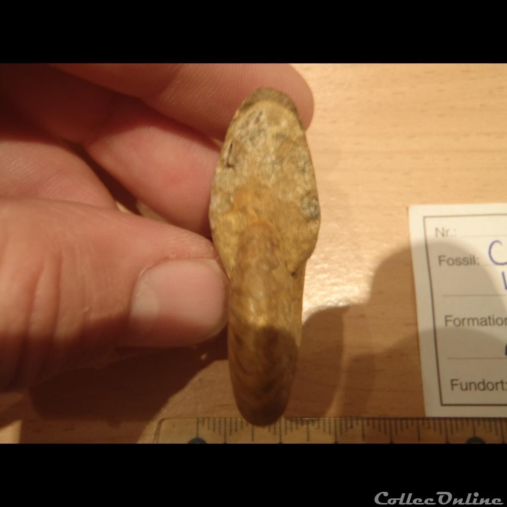 coquillage fossile invertebre cleoniceras besarei 3