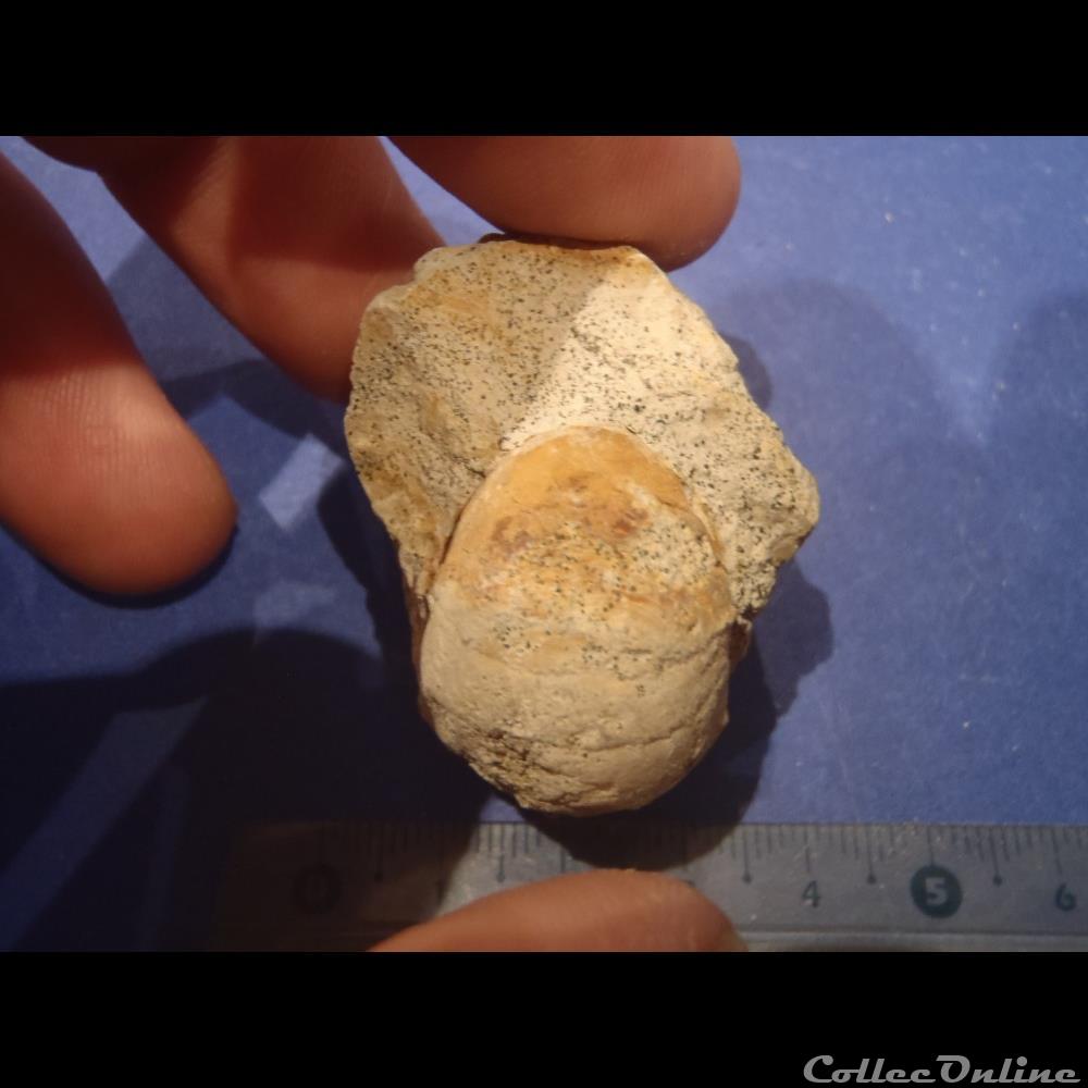 Nautile indéterminé coquillage fossile invertebre nautile indetermine