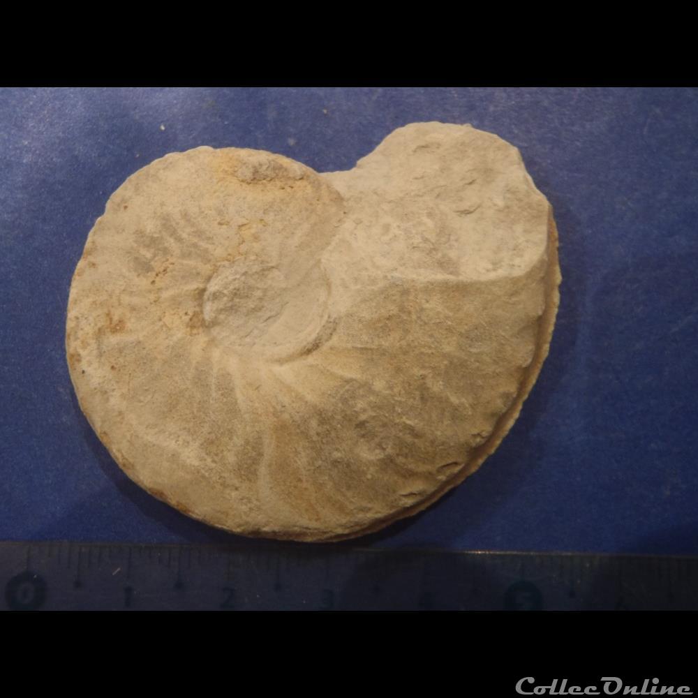 Schloenbachia varians 3 coquillage fossile invertebre schloenbachia varians