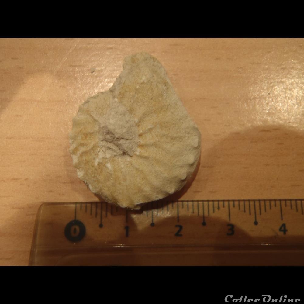 Schloenbachia varians coquillage fossile invertebre schloenbachia varians