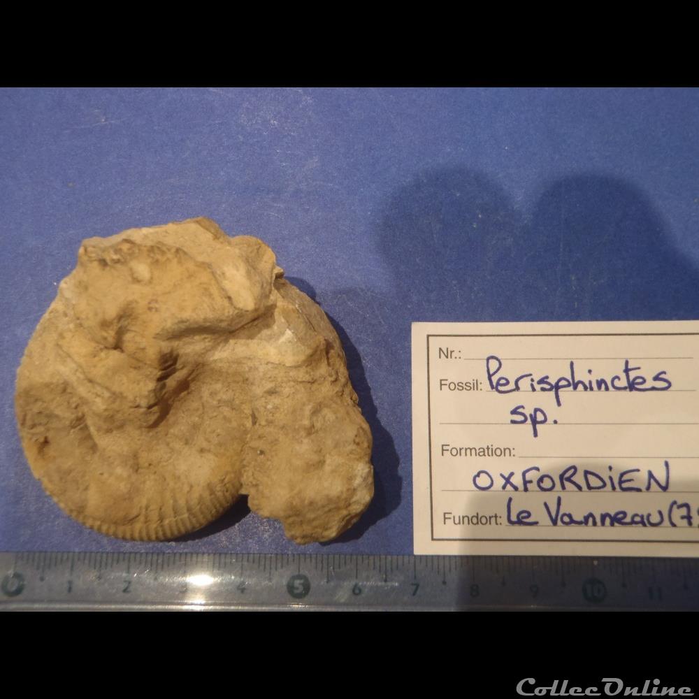 Perisphinctes sp. coquillage fossile invertebre perisphinctes sp