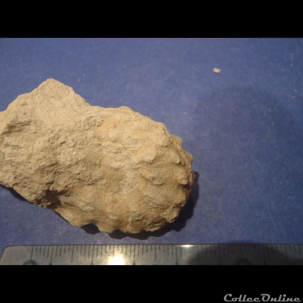 Schloenbachia varians 3 coquillage fossile invertebre schloenbachia varians