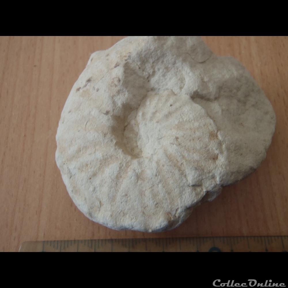 Schloenbachia varians coquillages fossiles schloenbachia varians