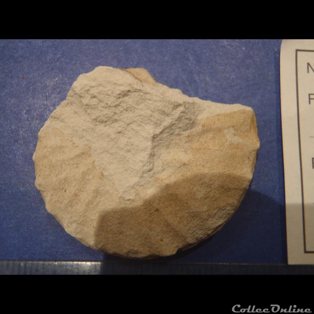 Schloenbachia varians 2 coquillage fossile invertebre schloenbachia varians