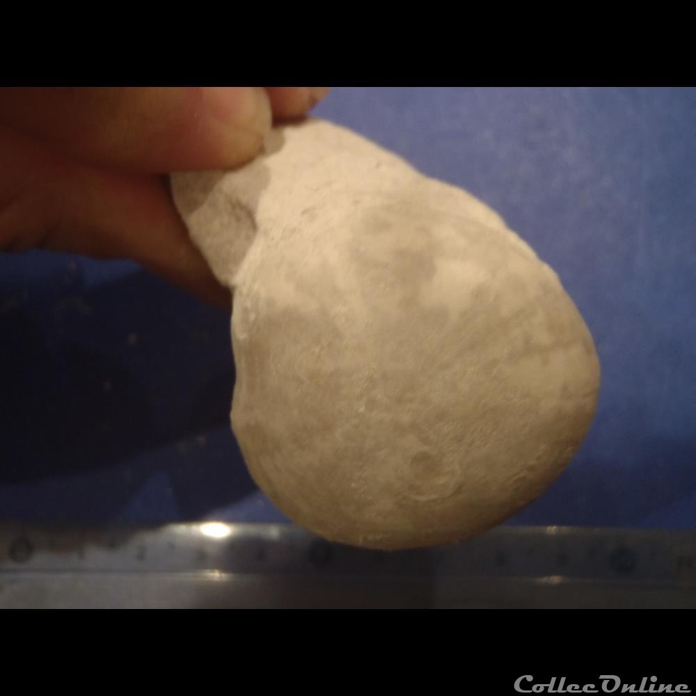 Crassiholaster subglobosus coquillage fossile invertebre crassiholaster subglobosus
