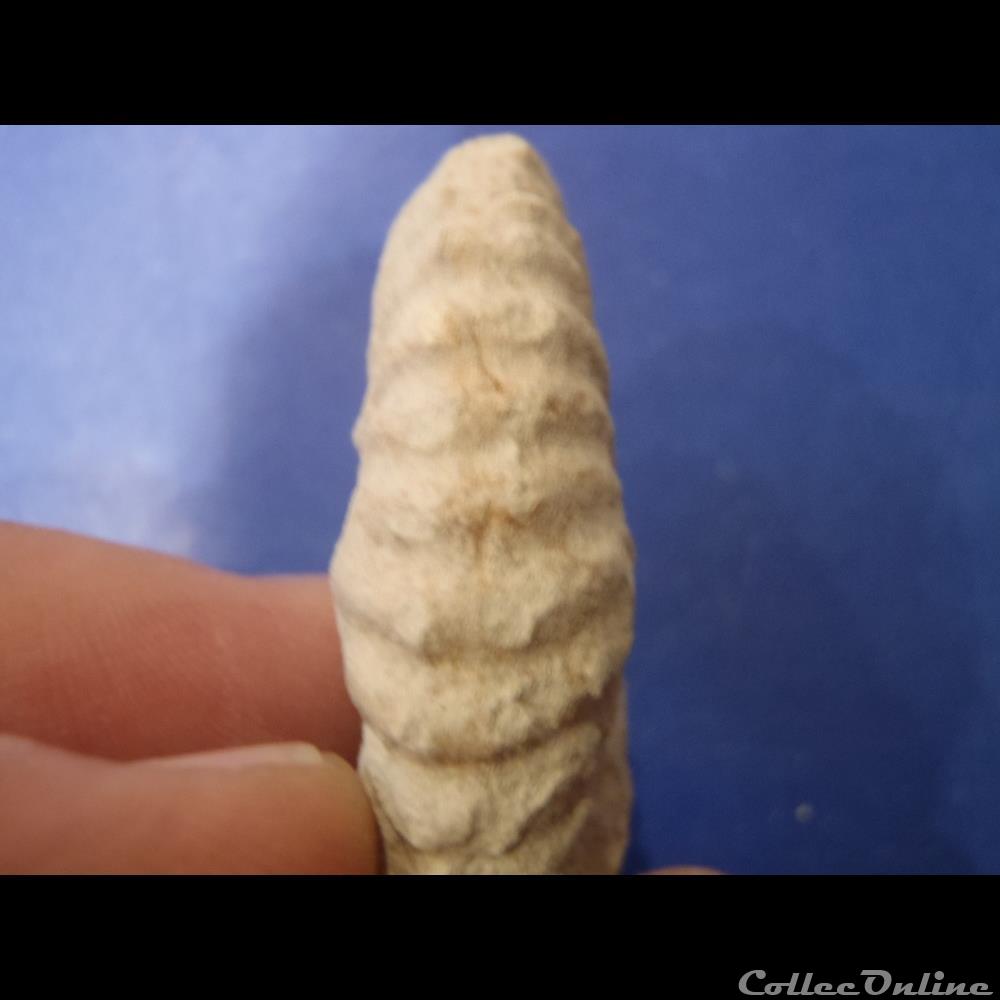 Mantelliceras mantelli 2 coquillage fossile invertebre mantelliceras mantelli