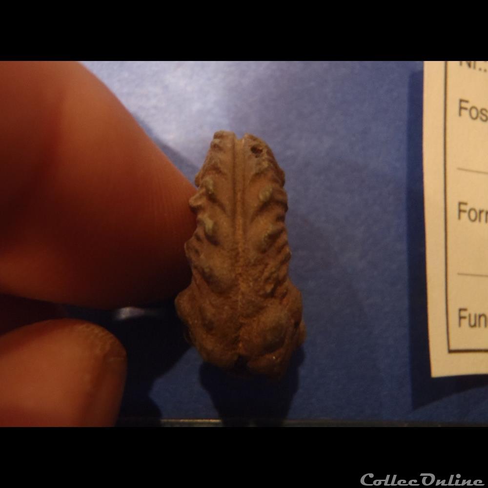 Euhoplites truncatus 3 coquillage fossile invertebre euhoplites truncatus