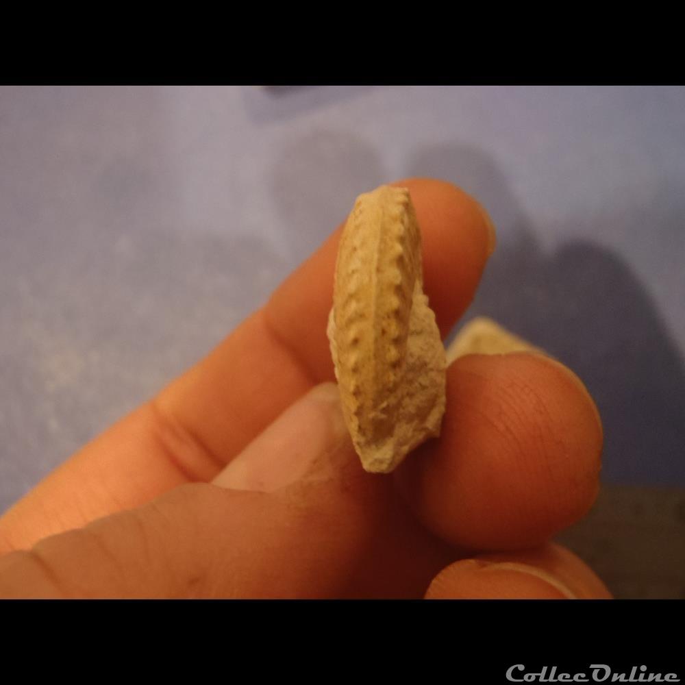 Schloenbachia varians 2 coquillage fossile invertebre schloenbachia varians