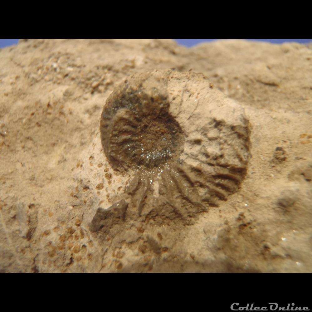 Indéterminé 2 coquillage fossile invertebre indetermine