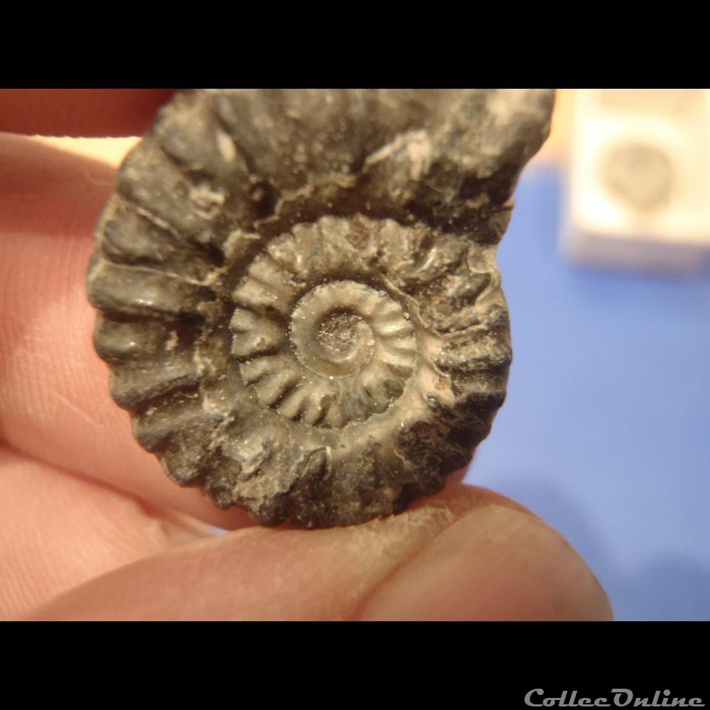 coquillage fossile invertebre ammonite indeterminee 19