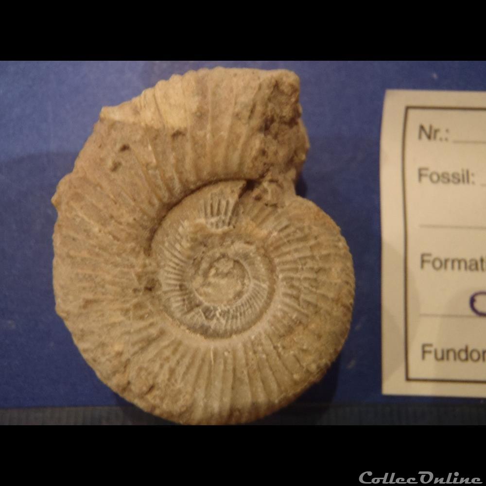 Perisphinctes sp. coquillage fossile invertebre perisphinctes sp