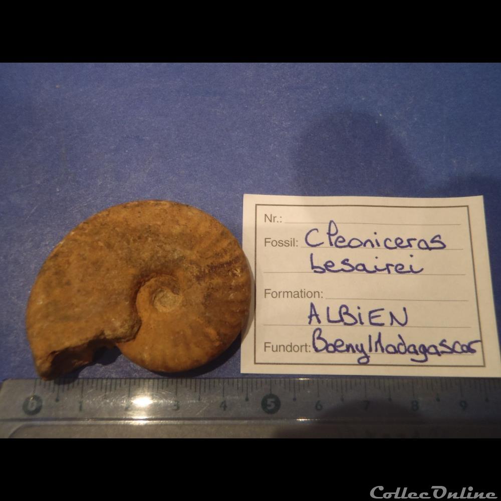 Cleoniceras besarei 9 coquillage fossile invertebre cleoniceras besarei 9
