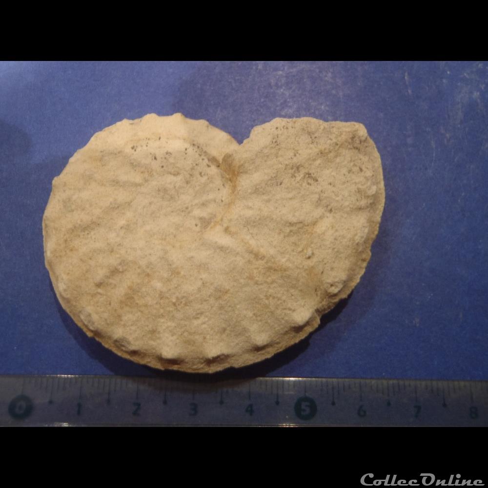 Schloenbachia varians 2 coquillage fossile invertebre schloenbachia varians