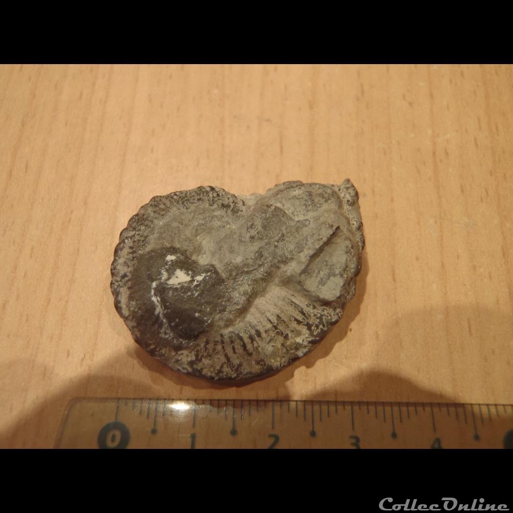 Ammonite indéterminée 7 3 coquillage fossile invertebre ammonite indeterminee 7