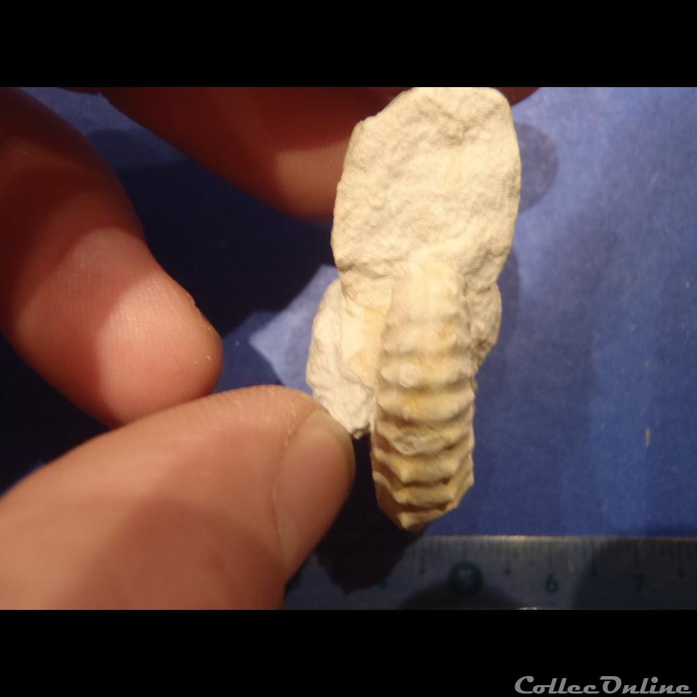 Mantelliceras mantelli 3 coquillage fossile invertebre mantelliceras mantelli