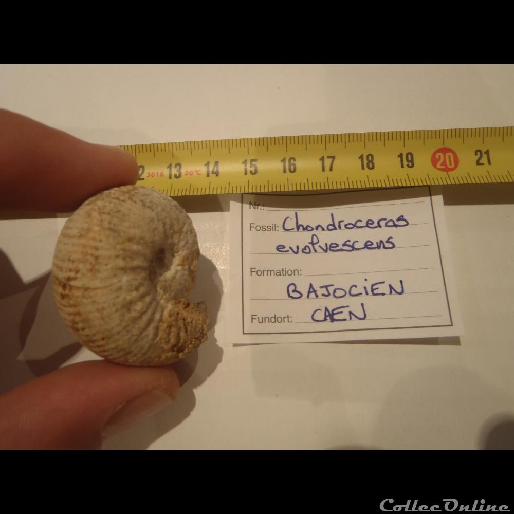 Chondroceras evolvescens coquillage fossile chondroceras evolvescens