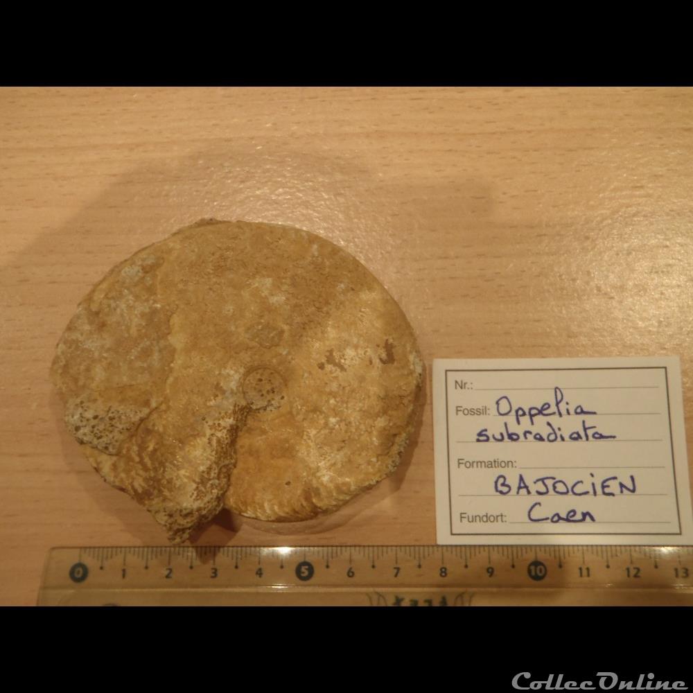 Opelia subradiata coquillage fossile invertebre opelia subradiata