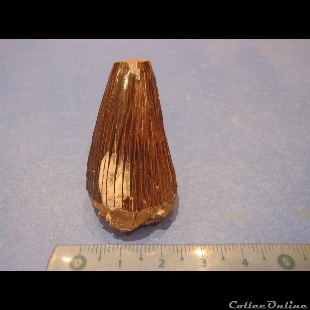 Dent indéterminée 3 coquillage fossile invertebre dent indeterminee