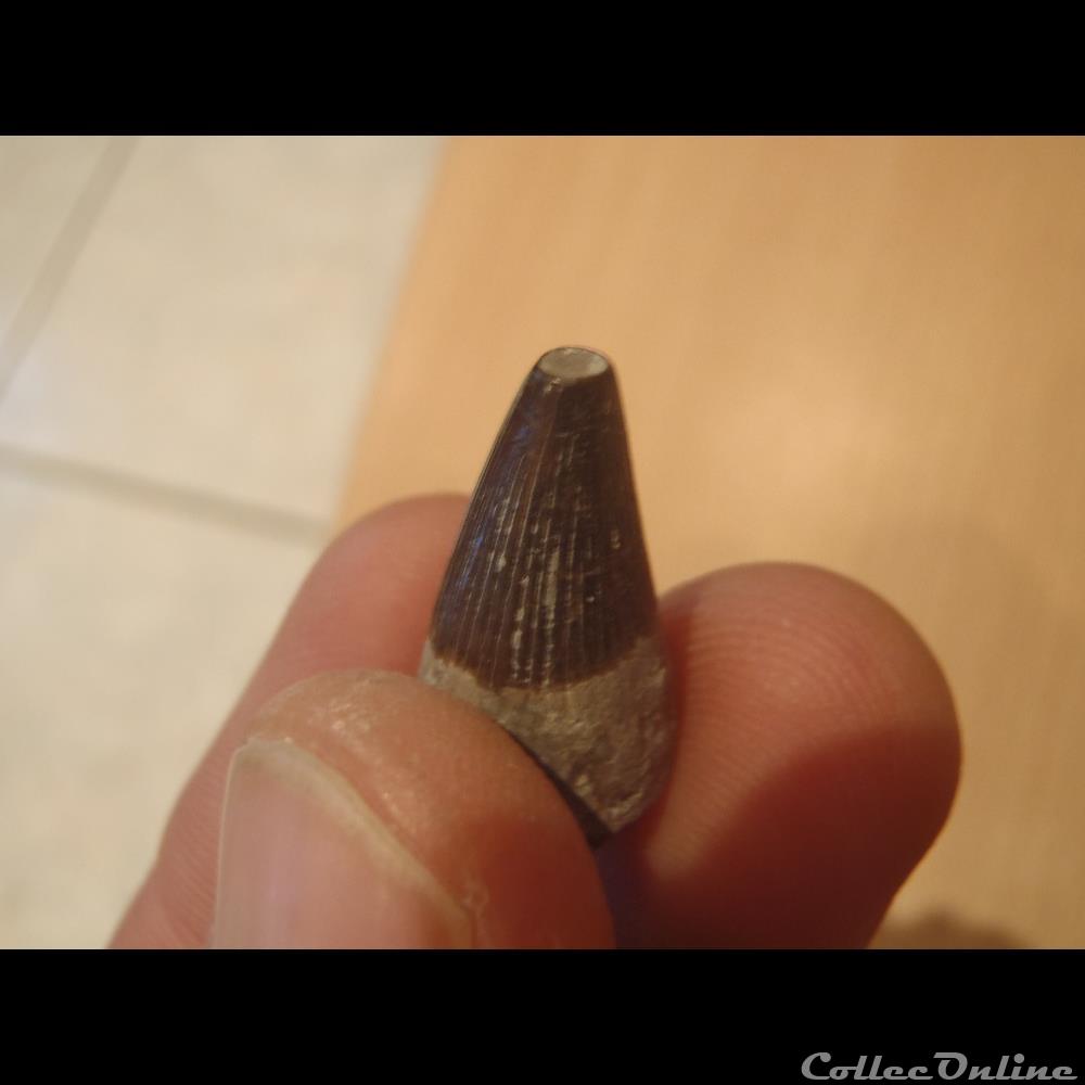 coquillage fossile invertebre dent ichtyosaure