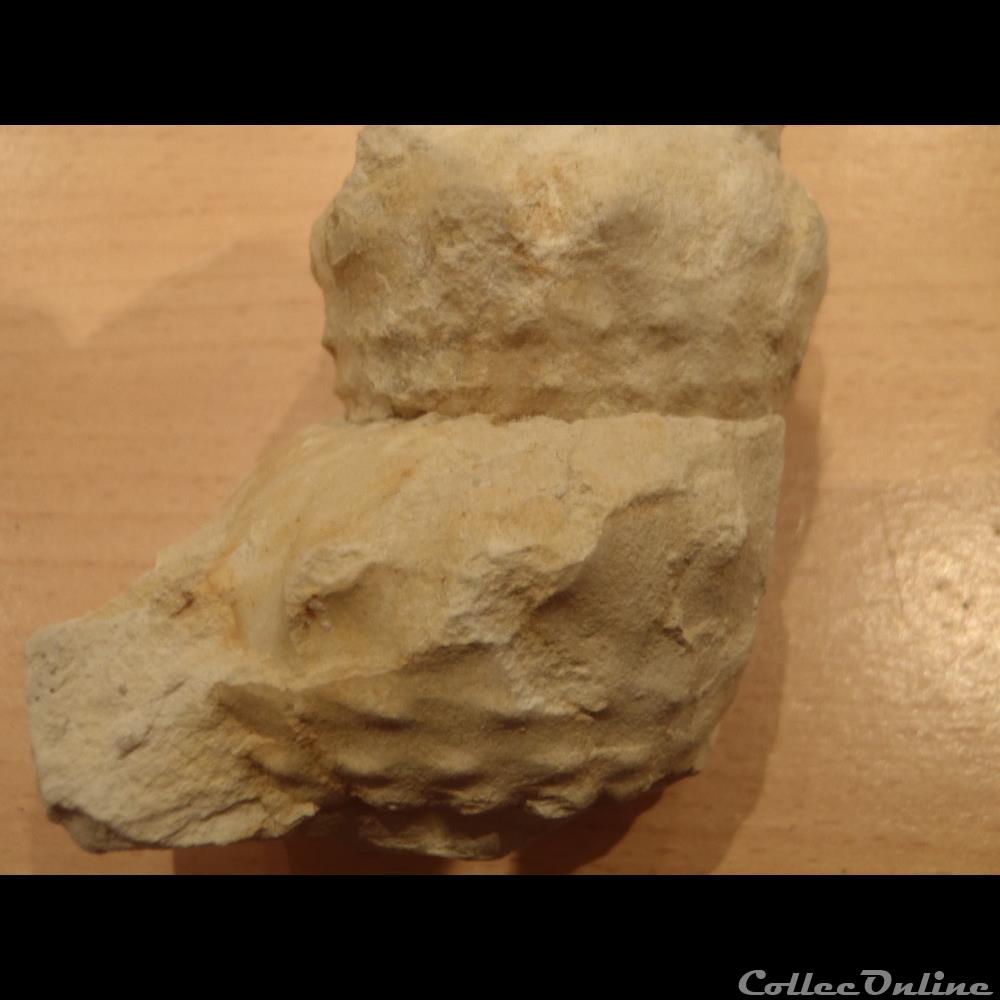 Turrilites sp. coquillage fossile invertebre turrilites sp