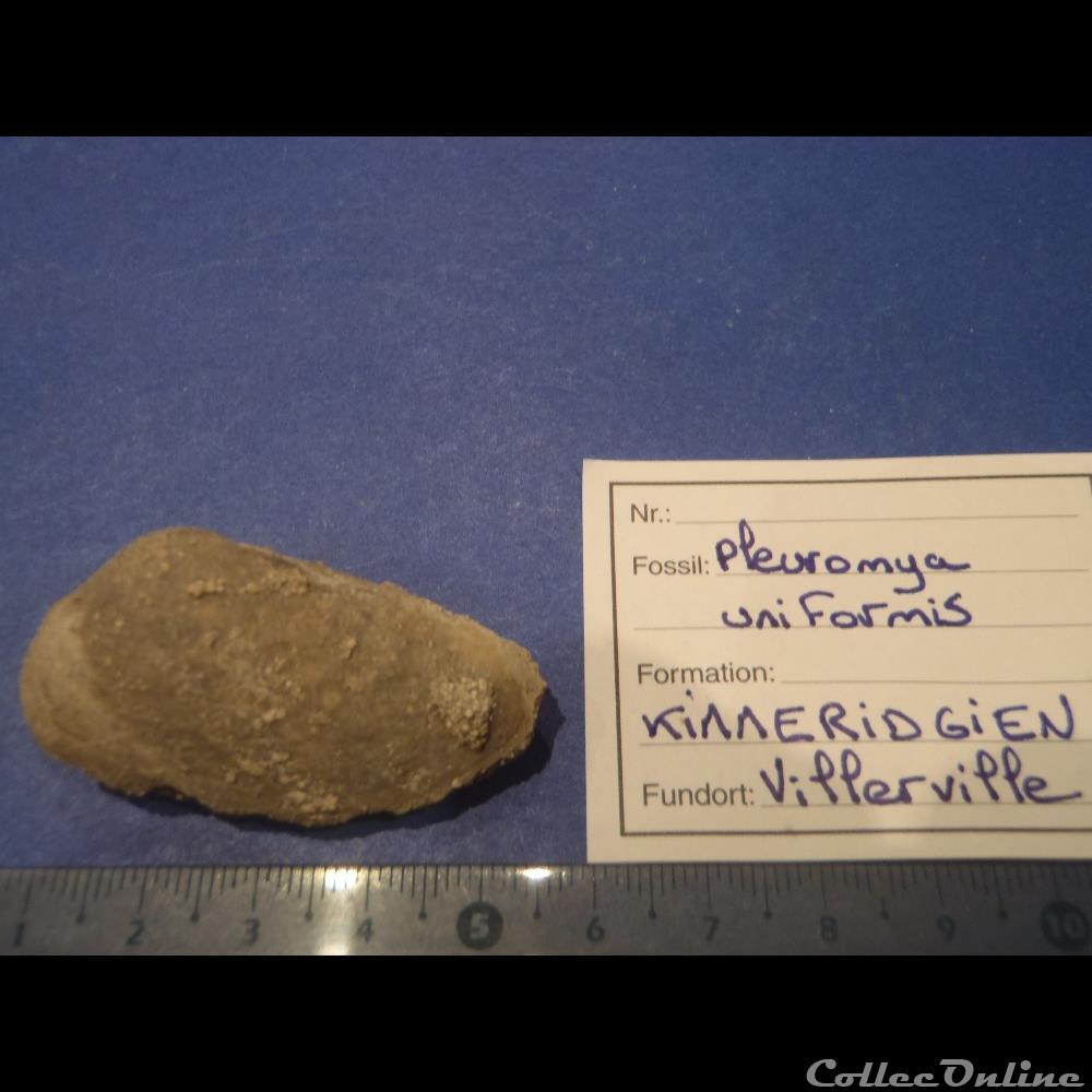 Pleuromya uniformis coquillage fossile invertebre pleuromya uniformis