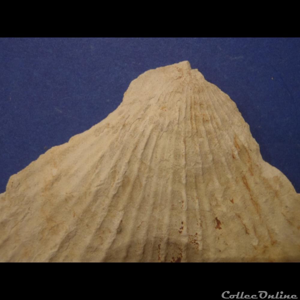 Indéterminé coquillage fossile invertebre indetermine