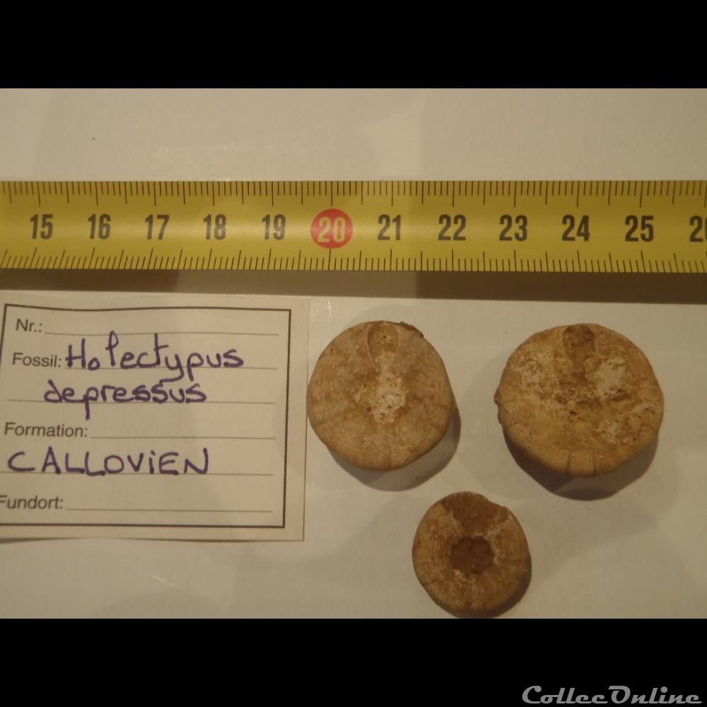 Holectypus depressus coquillage fossile invertebre holectypus depressus