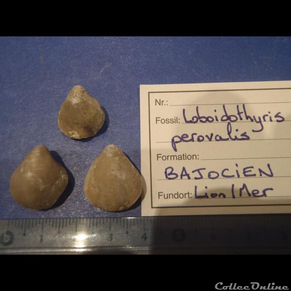 Loboidothyris perovalis coquillage fossile invertebre loboidothyris perovalis