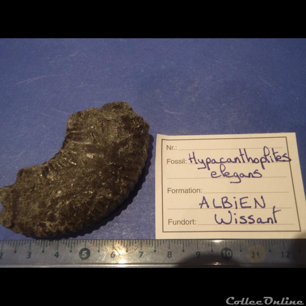 Hypacanthoplites elegans coquillage fossile invertebre hypacanthoplites elegans