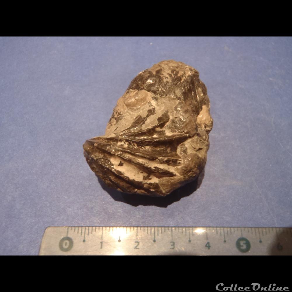 Inoceramus sulcatus 2 3 coquillage fossile invertebre inoceramus sulcatus 2