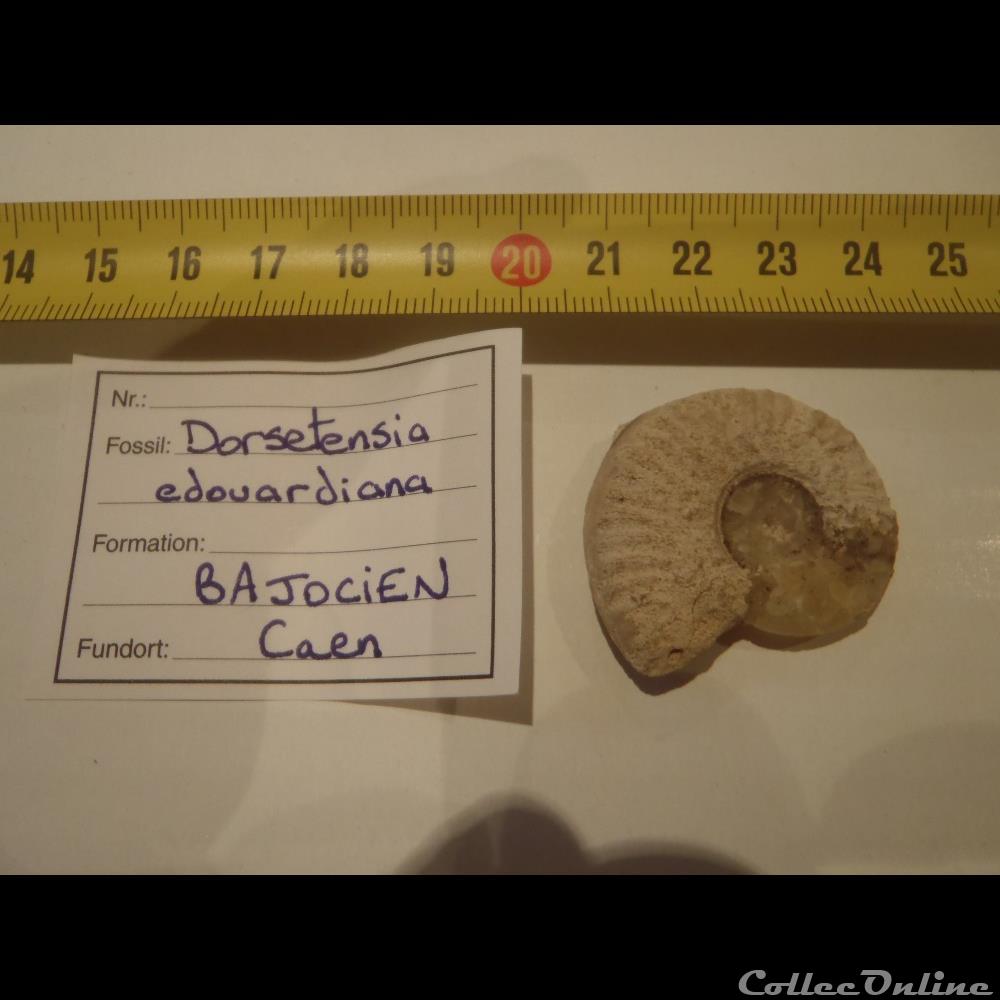 Dorsetensia edouardiana coquillage fossile invertebre dorsetensia edouardiana