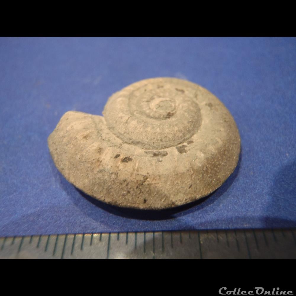 nummocalcar fittoni coquillage fossile invertebre nummocalcar fittoni