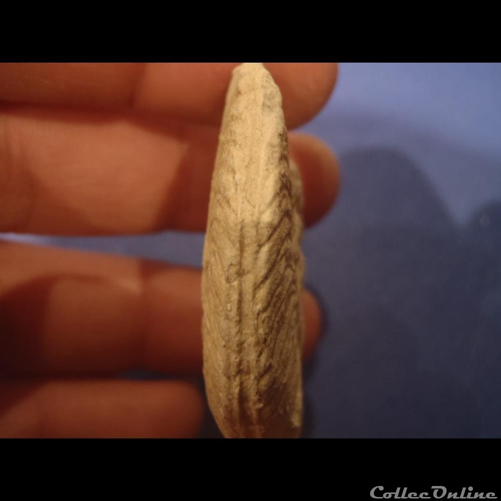 coquillage fossile invertebre hyphoplites falcatus