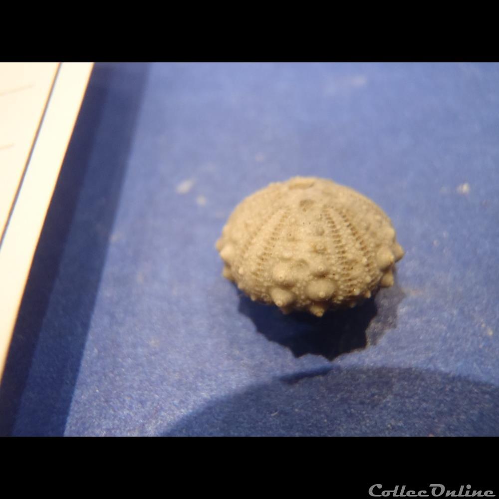 Diplopodia pentagona 3 coquillage fossile invertebre diplopodia pentagona