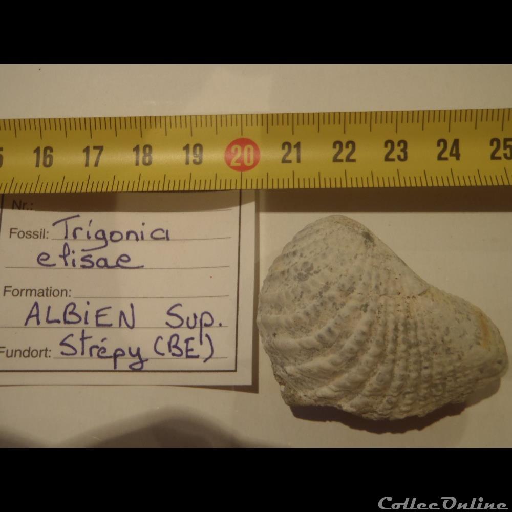 Trigonia elisae coquillage fossile invertebre trigonia elisae