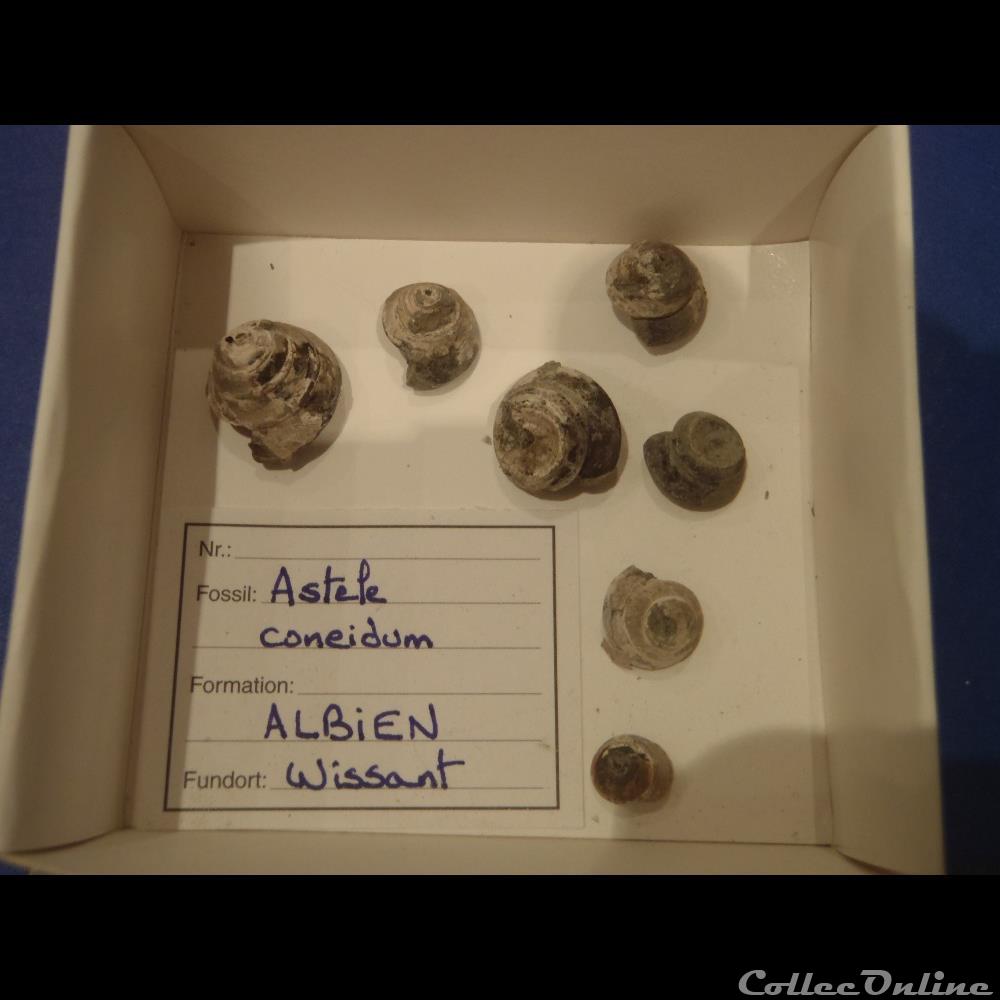 Semisolarium conoideum coquillage fossile invertebre semisolarium conoideum
