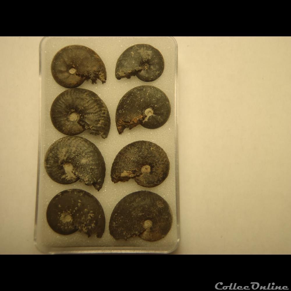 taramellicéras spe. 3 coquillage fossile invertebre taramelliceras spe