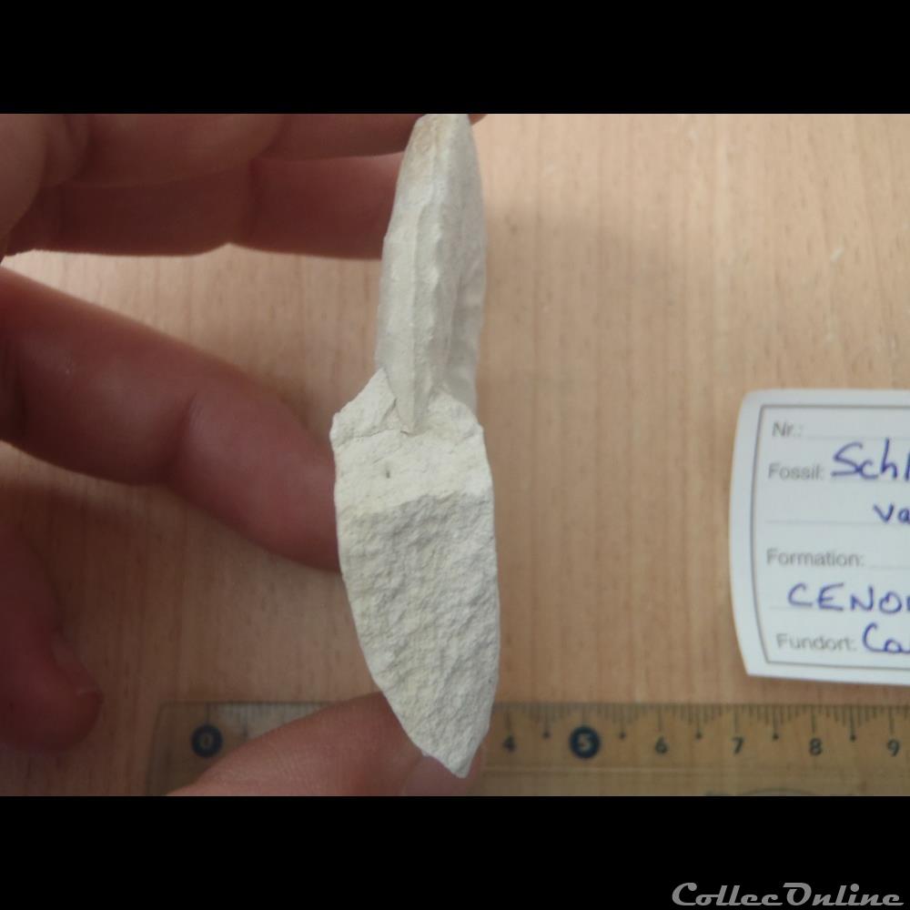 Schloenbachia varians 2 coquillage fossile invertebre schloenbachia varians