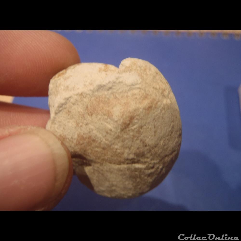 Nautile indéterminé coquillage fossile invertebre nautile indetermine