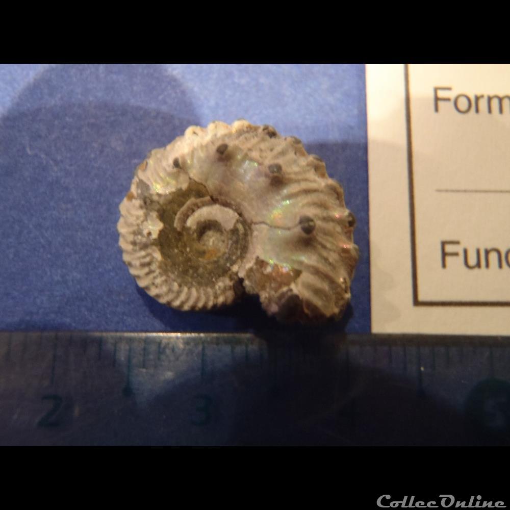 coquillage fossile invertebre anahoplites sp
