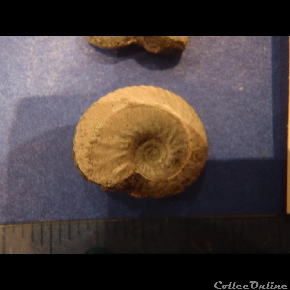 coquillage fossile invertebre anahoplites planus 5