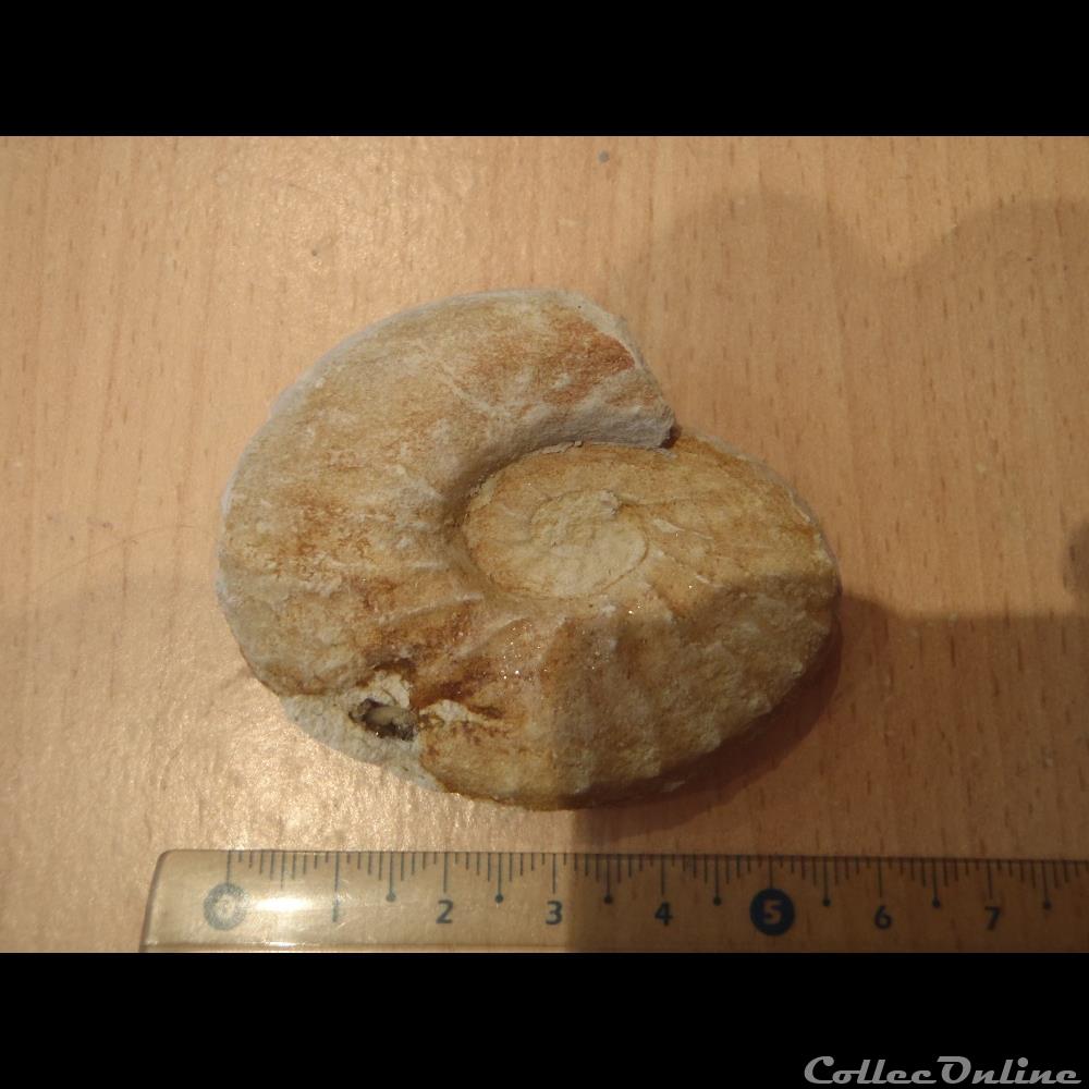Schloenbachia varians coquillage fossile invertebre schloenbachia varians