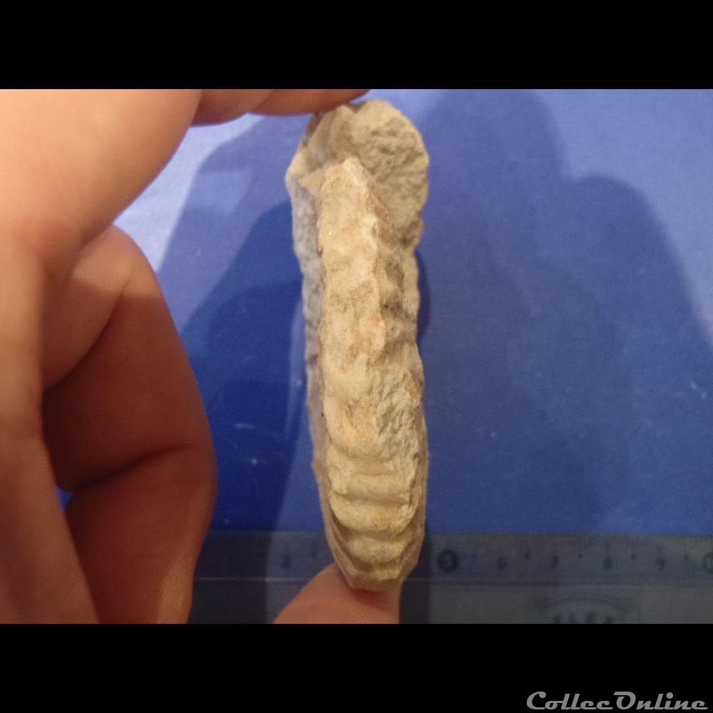 Mantelliceras mantelli 3 coquillage fossile invertebre mantelliceras mantelli