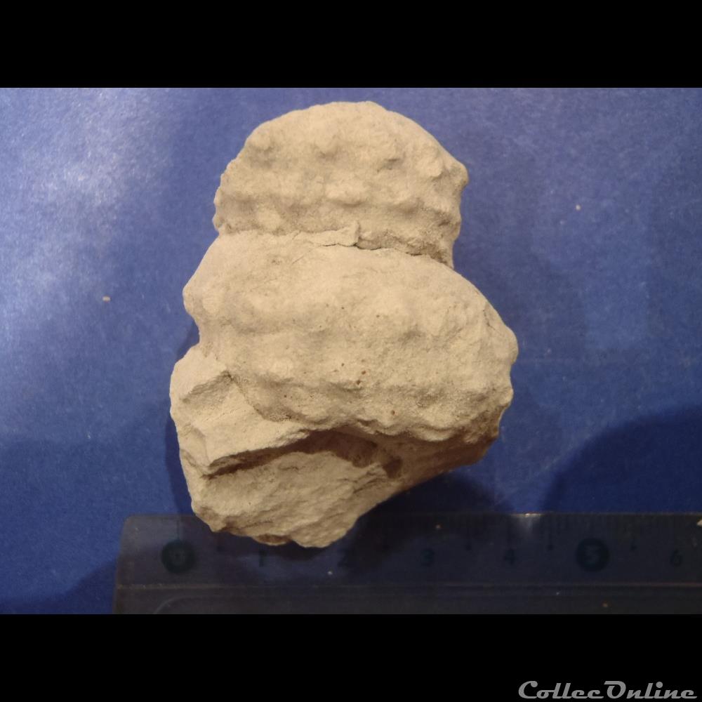 Turrilites sp. coquillage fossile invertebre turrilites sp