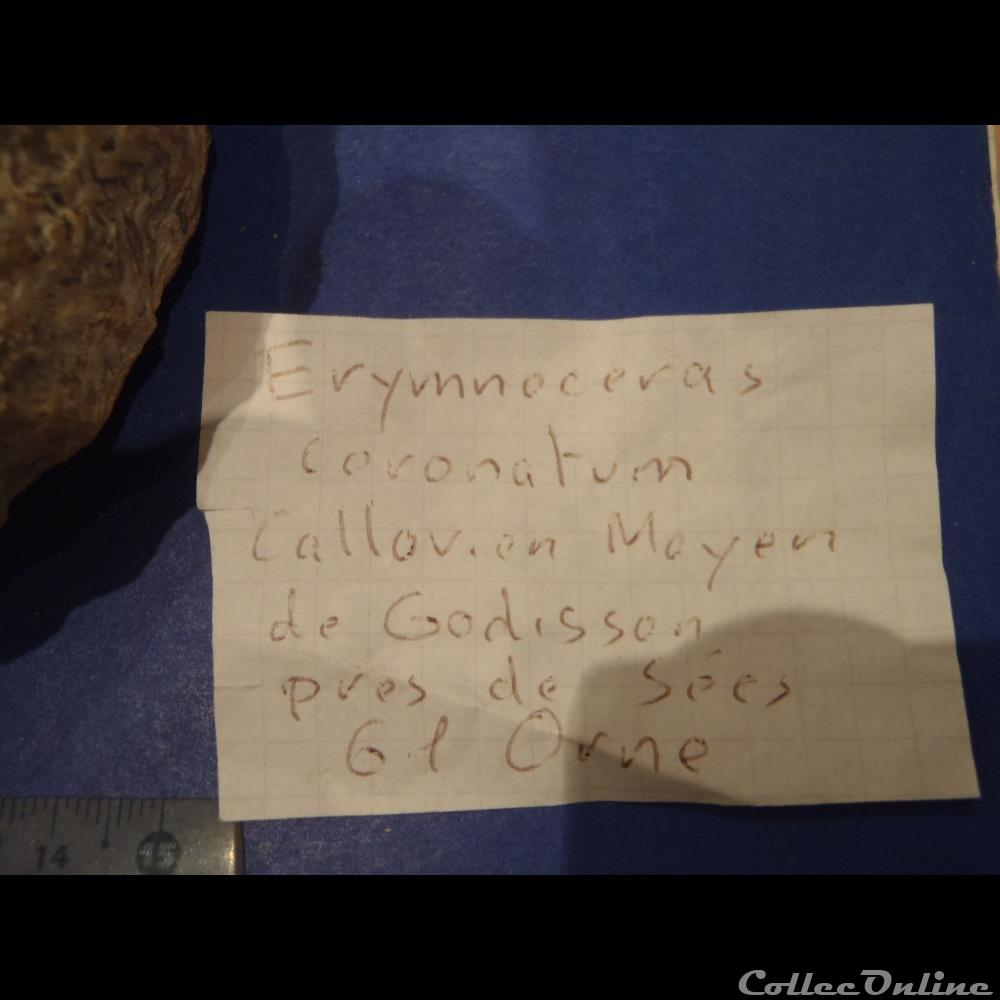 coquillage fossile invertebre erymnoceras coronatum