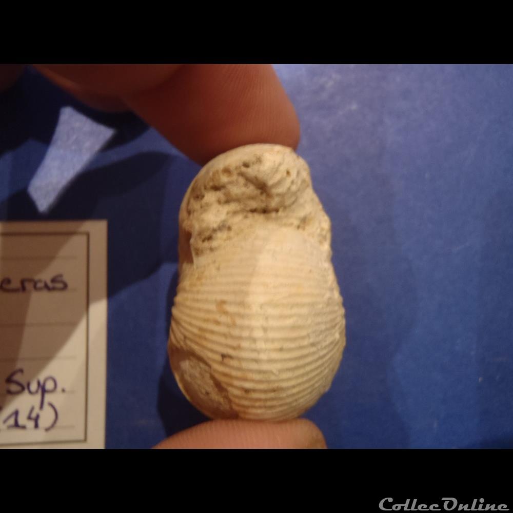 Chondroceras gervillii 4 coquillage fossile invertebre chondroceras gervillii